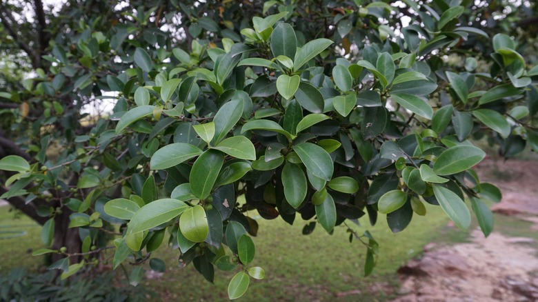 close up Simpson's stopper leaves