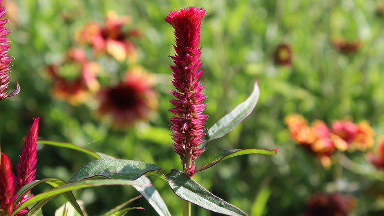 Amaranth blooming in a garden