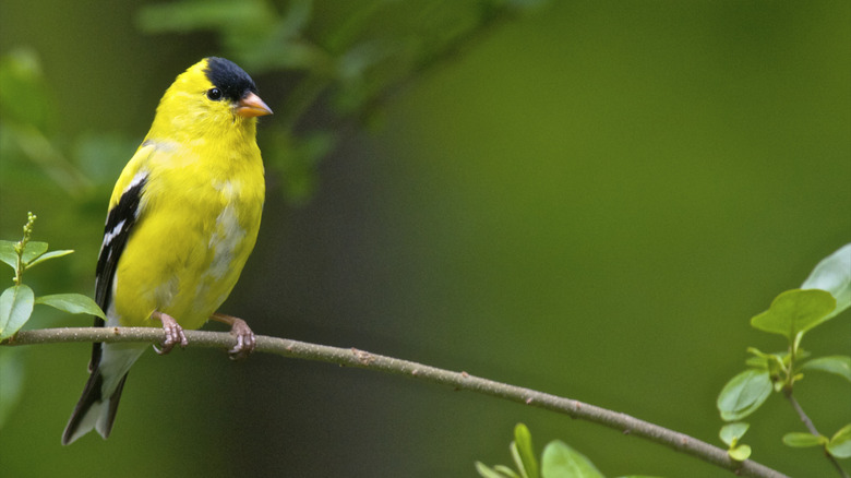 Goldfinch on a branch