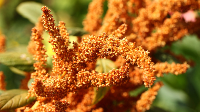 Amaranth blooms and seeds