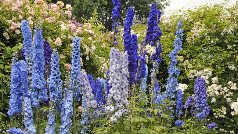 Blue and purple delphiniums