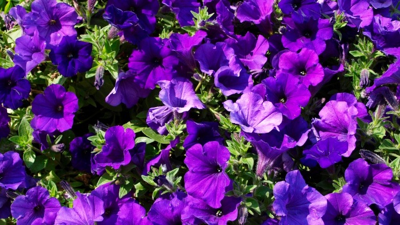 'Supertunia Royal Velvet'