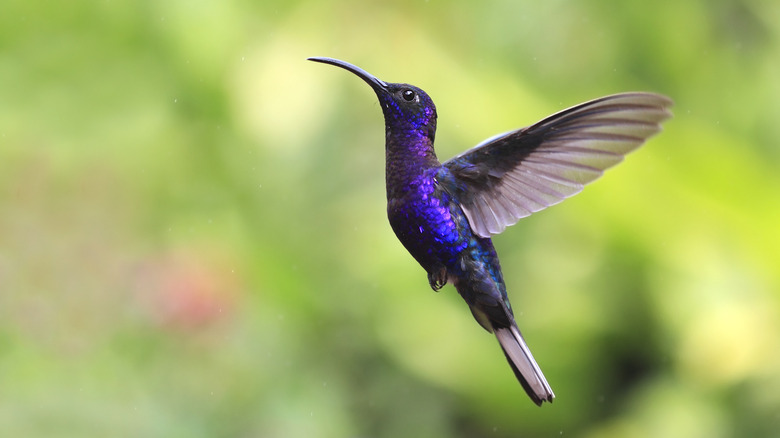 Flying hummingbird