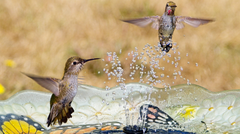 Two hummingbirds splashing in fountain