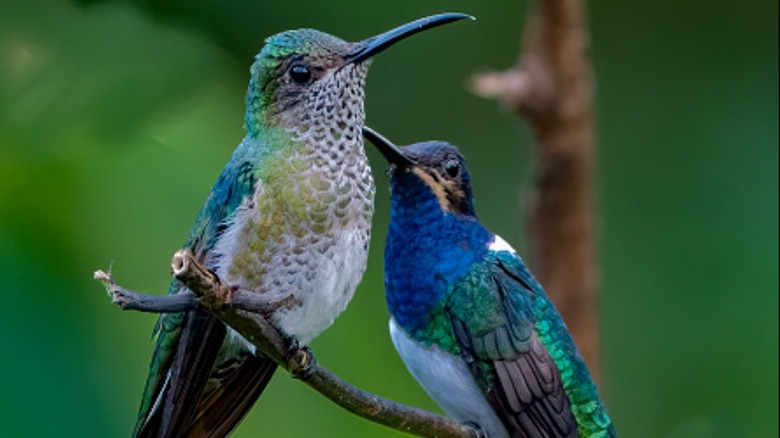 Humminbirds on branch