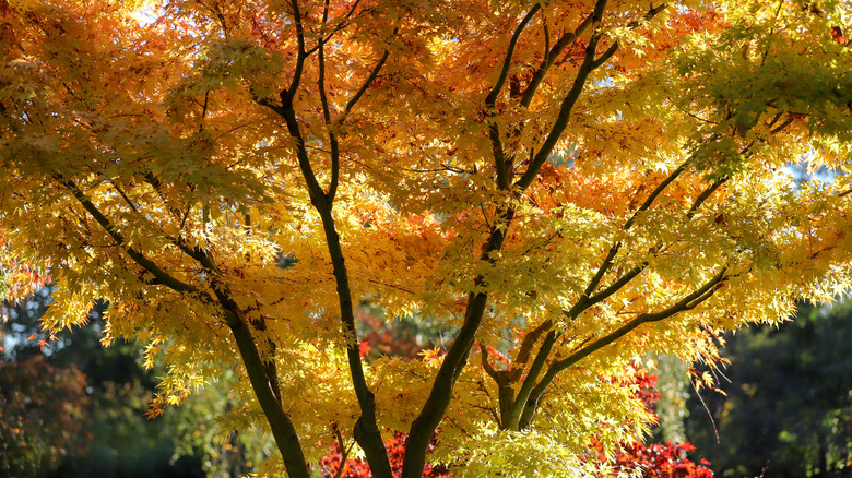 Sycamore tree in autumn