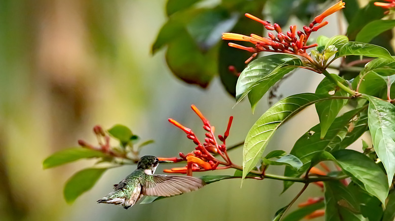 Hummingbird drinking from firespike