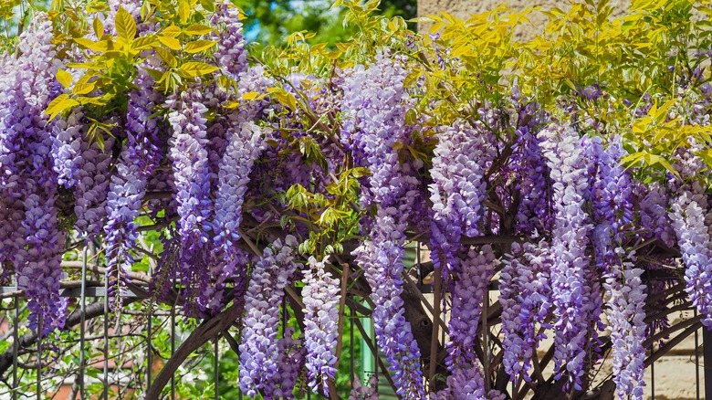 wisteria blooming on a fence