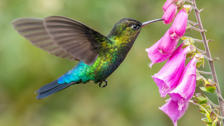 a hummingbird drinking from foxglove