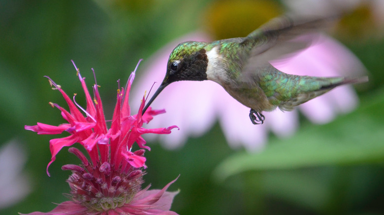 hummingbird feeding from bee balm