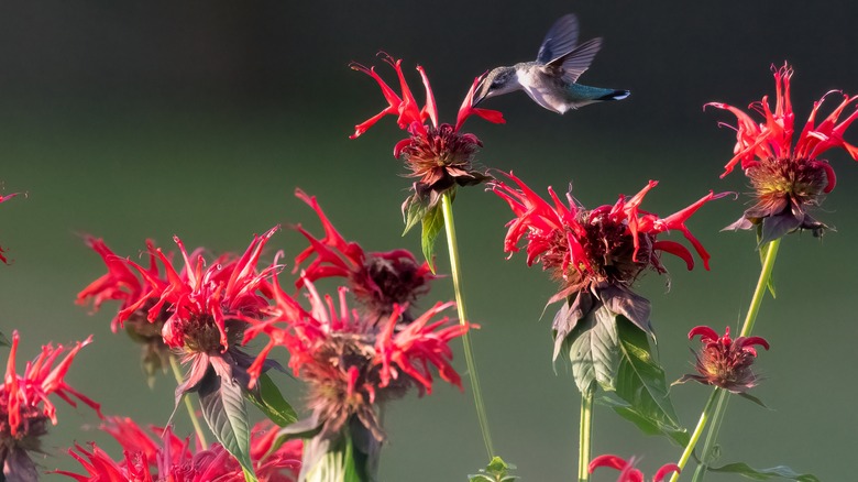 hummingbird feeding on red monarda