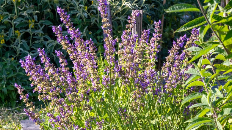 sage in garden