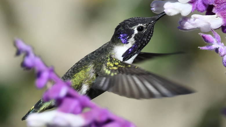 hummingbird feeds on sage