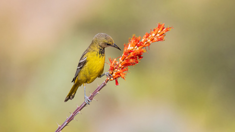 A hummingbird on an ocotillo plant