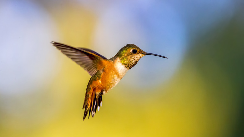 A hummingbird flying on a sunny day