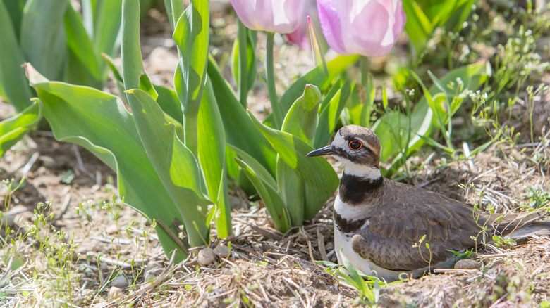 killdeer sitting in the garden