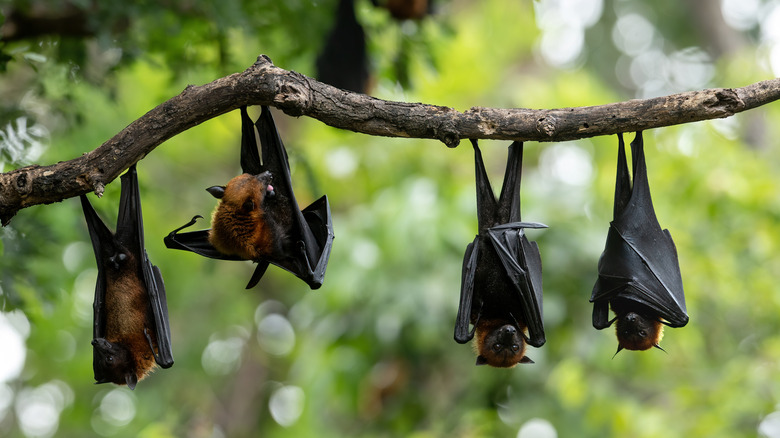 bats hanging from tree limb