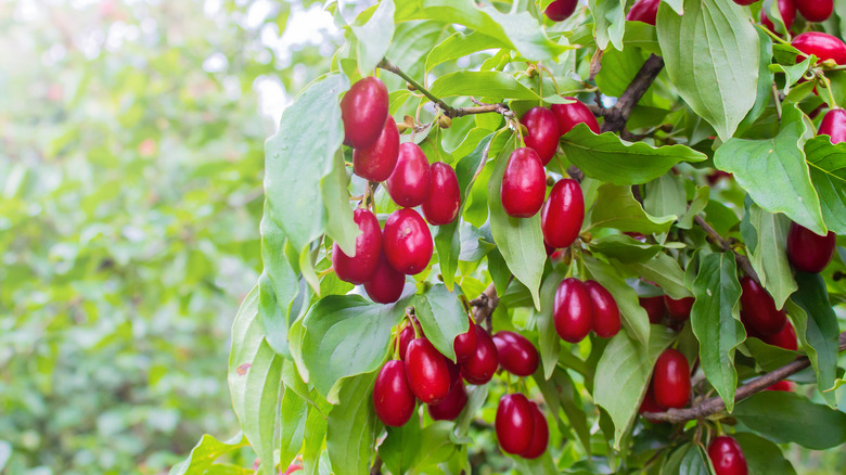 Red Dogwood fruit on branch