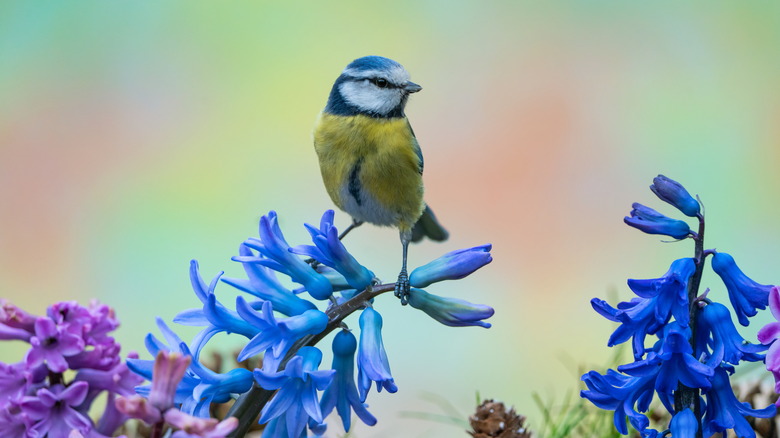 small bird on blue hyacinth