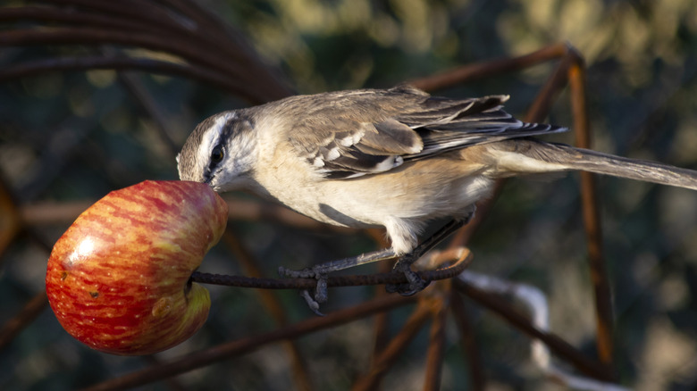 Bird eating an apple