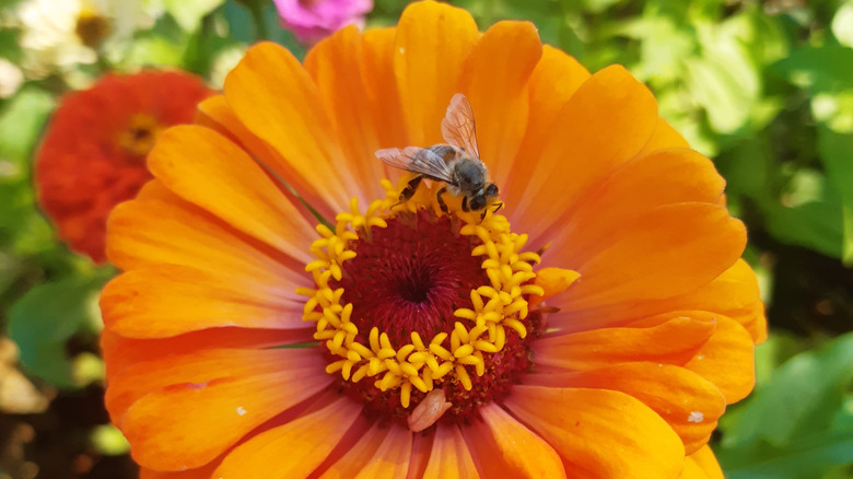 A bee gathering nectar and pollen from a zinnia flower