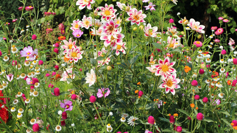 A beautiful pollinator garden featuring zinnias and cosmos