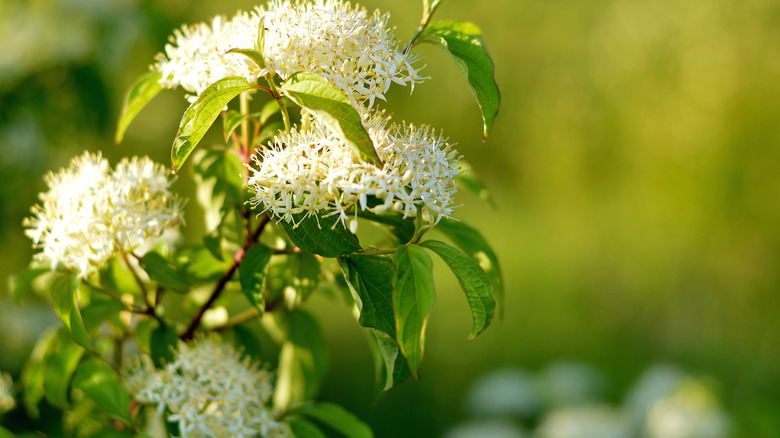 Alternate-leaf dogwood shrub