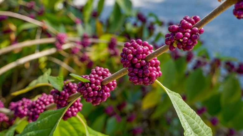 American beautyberry plant with fruits