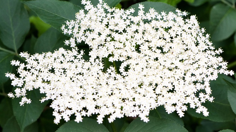 American black elderberry blooms