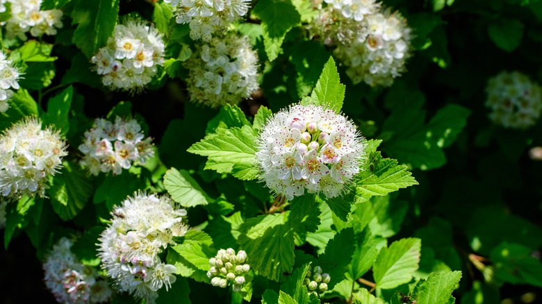 Atlantic ninebark flowers