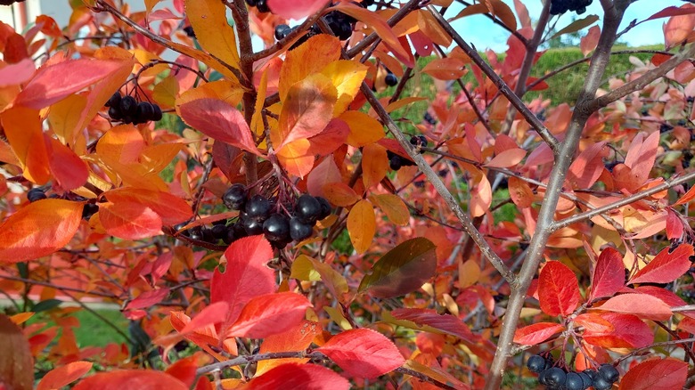 Black chokeberry foliage and fruits