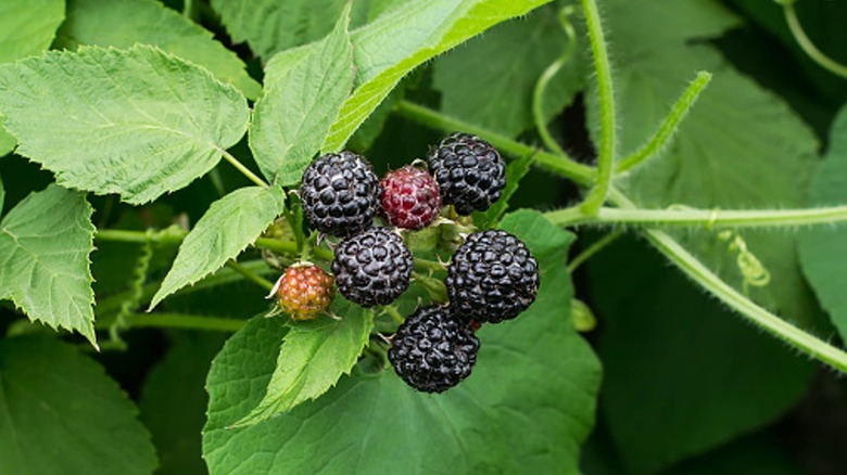 Black raspberry berries