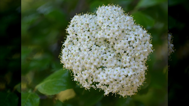 Blackhaw viburnum flowers