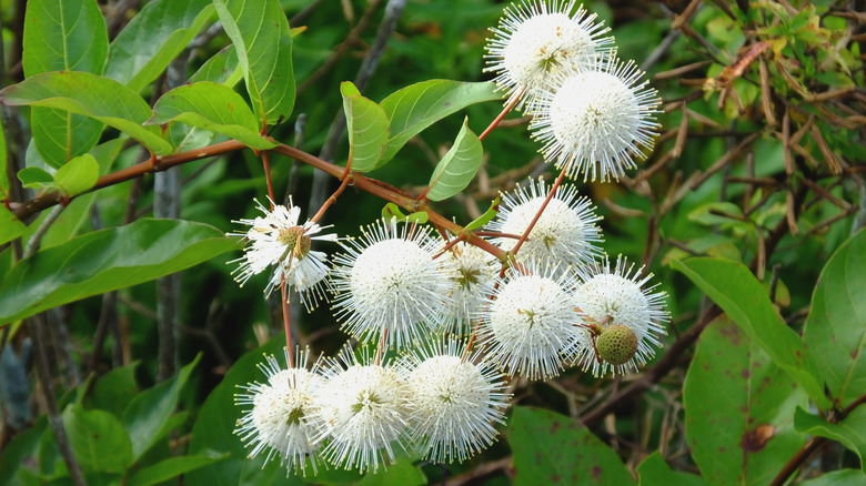 Buttonbush shrub