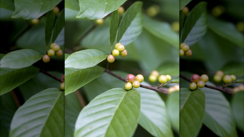 Carolina buckthorn leaves and berries