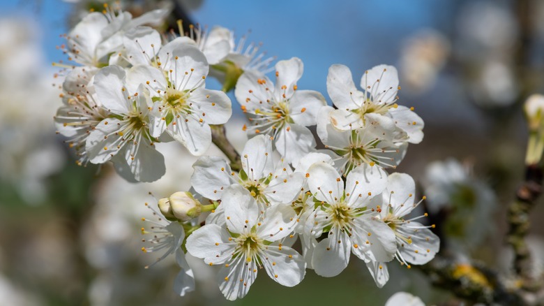 Chickasaw plum blooms