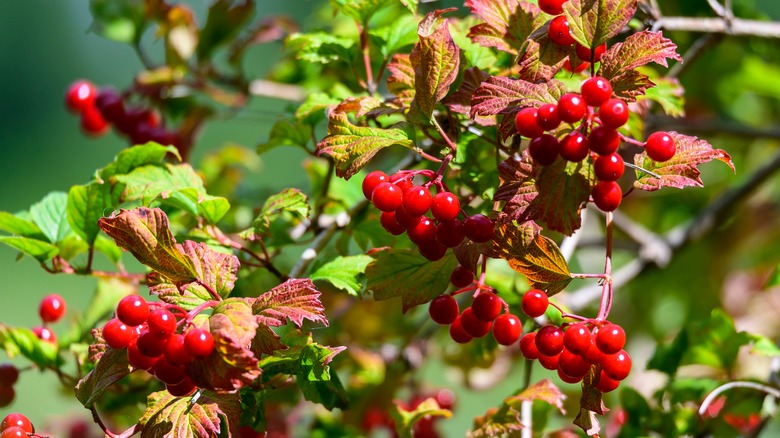 Red winterberries