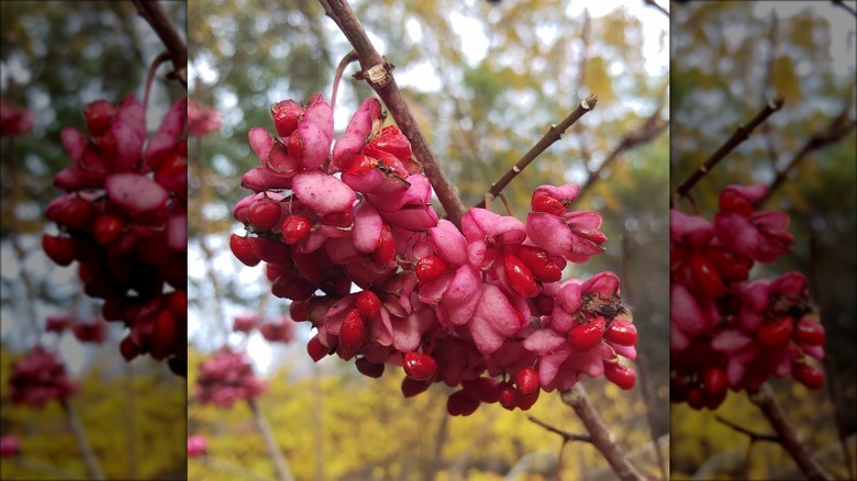 Eastern wahoo fruits