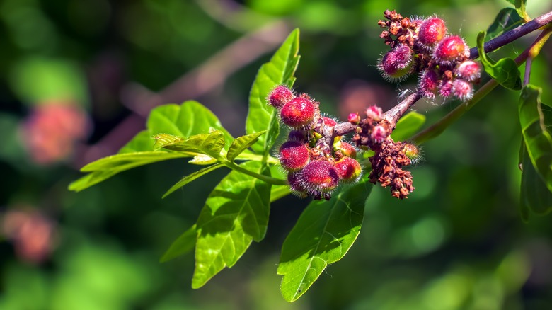 Fragrant sumac shrub