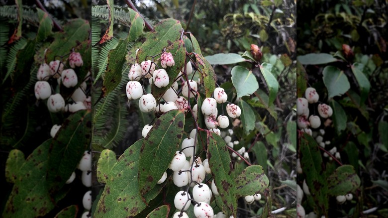 Gray dogwood flowers