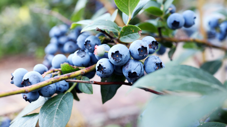 Highbush blueberry shrub