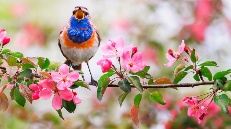 Bluethroat in garden