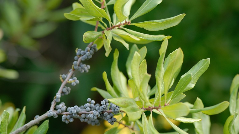 Northern bayberry foliage with blue berries