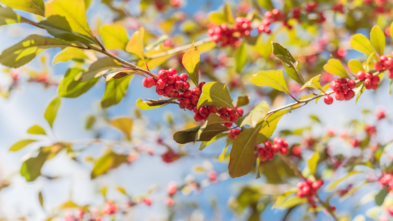 Possumhaw fruits