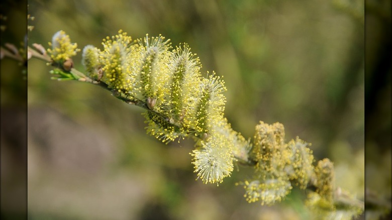 Pussy willow shrub