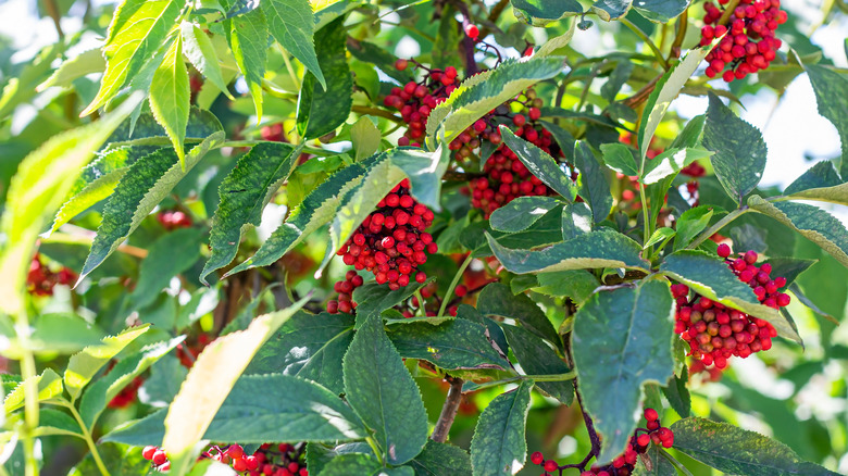 Red elderberry shrub