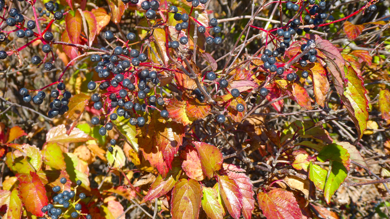 Southern arrowwood shrub