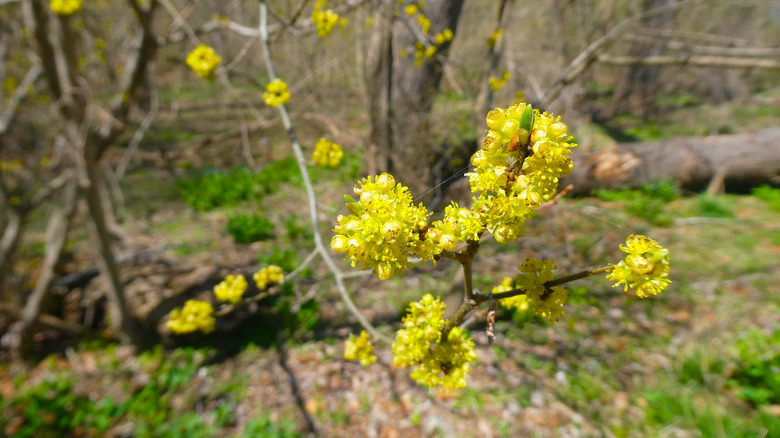 Spicebush flowers