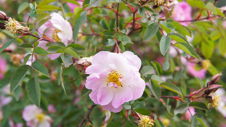 Swamp rose flowers