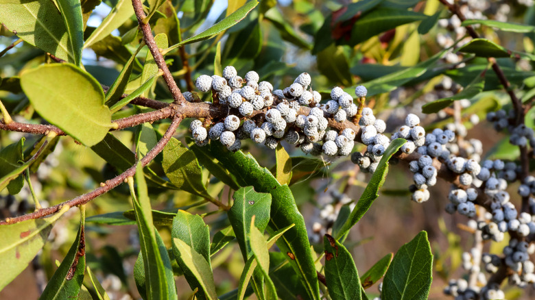 Wax myrtle shrub